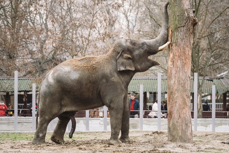 young active african elephant at the zoo. An active herbivore elephant during the rut period, in the spring wants love and is looking for a female. Close-up member of the genitalia of a large animal.の写真素材