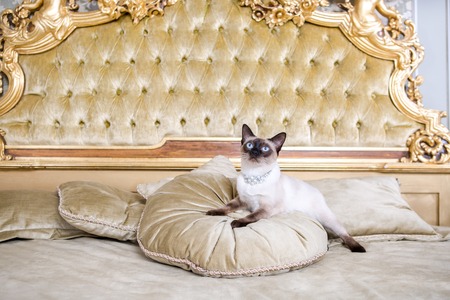 The theme is luxury and wealth. Young cat without a tail thoroughbred Mecogon bobtail lies resting on a big bed on a pillow in a Renaissance Baroque interior in France Europe Versailles Palace.の写真素材