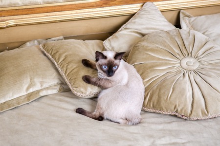 The theme is luxury and wealth. Young cat without a tail thoroughbred Mecogon bobtail lies resting on a big bed on a pillow in a Renaissance Baroque interior in France Europe Versailles Palace.の写真素材