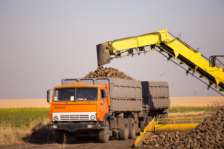 The theme of agriculture outdoor. A yellow loader transports sugar beet crops to a truck in a field on a sunny day against a blue skyの写真素材