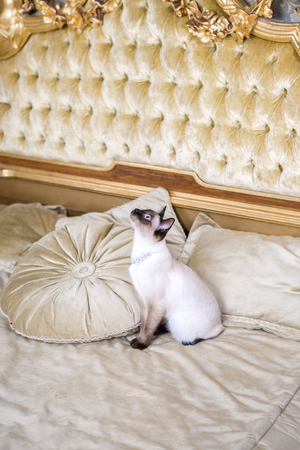 The theme of luxury and wealth. Young cat without a tail purebred bobtail Mecogon is on the big bed headboard near the Renaissance Baroque pillow in France Europe Versailles Palace.の写真素材