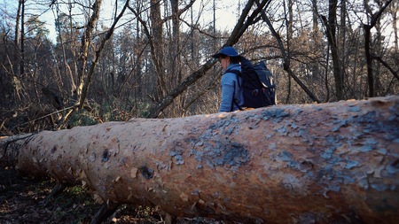 Young woman tourist with a backpack steps over a fallen tree in the forest with a backpack. Theme...