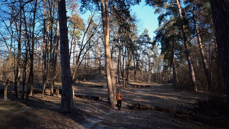 Rear view of hike of brave Caucasian guy with backpack walks into forest along country road. In...