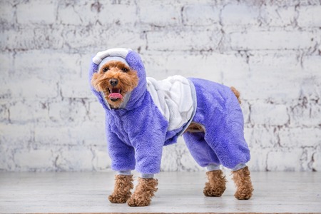 Small funny dog of brown color with curly hair of toy poodle breed posing in clothes for dogs. Subject accessories and fashionable outfits for pets. Stylish overalls, suit for cold weather for animal.の写真素材