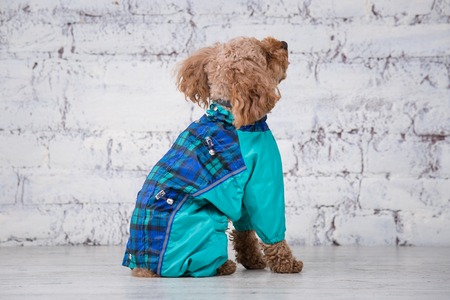 Small funny dog of brown color with curly hair of toy poodle breed posing in clothes for dogs....