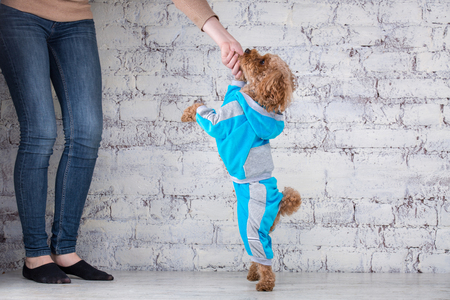 Small funny dog of brown color with curly hair of toy poodle breed posing in clothes for dogs....