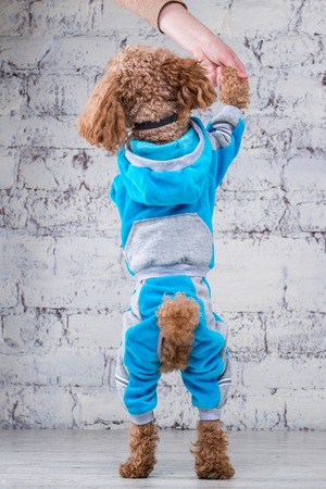Small funny dog of brown color with curly hair of toy poodle breed posing in clothes for dogs. Subject accessories and fashionable outfits for pets. Stylish overalls, suit for cold weather for animal.の写真素材