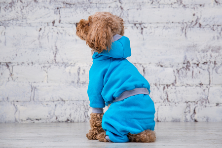 Small funny dog of brown color with curly hair of toy poodle breed posing in clothes for dogs. Subject accessories and fashionable outfits for pets. Stylish overalls, suit for cold weather for animal.の写真素材