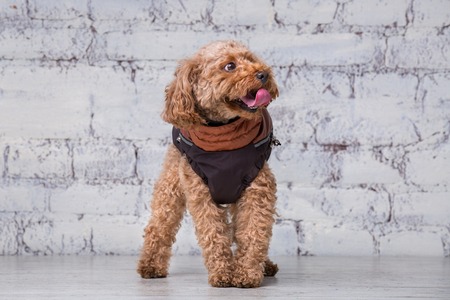 Small funny dog of brown color with curly hair of toy poodle breed posing in clothes for dogs....