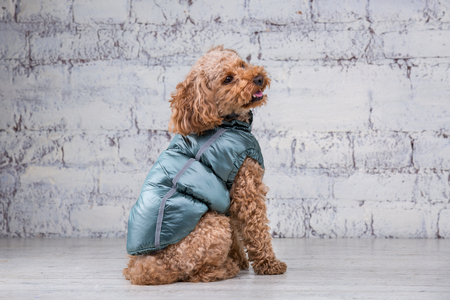 Small funny dog of brown color with curly hair of toy poodle breed posing in clothes for dogs....