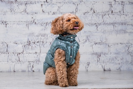 Small funny dog of brown color with curly hair of toy poodle breed posing in clothes for dogs. Subject accessories and fashionable outfits for pets. Stylish overalls, suit for cold weather for animal.の写真素材