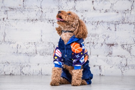 Small funny dog of brown color with curly hair of toy poodle breed posing in clothes for dogs. Subject accessories and fashionable outfits for pets. Stylish overalls, suit for cold weather for animal.の写真素材