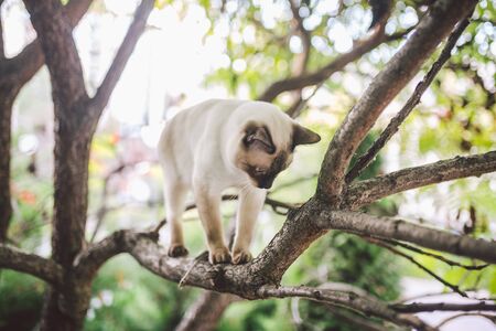 Cat climbing tree. cat hunts on tree. adorable cat portrait stay on tree branch. purebred shorthair cat without tail. Mekong Bobtail sitting on tree. animal hencat on branch in natural conditions.の写真素材