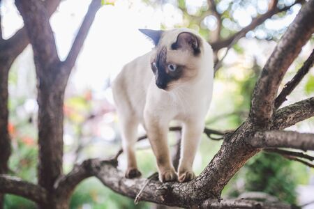 Cat climbing tree. cat hunts on tree. adorable cat portrait stay on tree branch. purebred shorthair cat without tail. Mekong Bobtail sitting on tree. animal hencat on branch in natural conditions.の写真素材