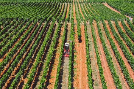 The theme of agrarian and winemaking in Europe. A red tractor processes a grape field on a sunny day on a mountainside. Organic wine production, modern farming in western Europe.の写真素材