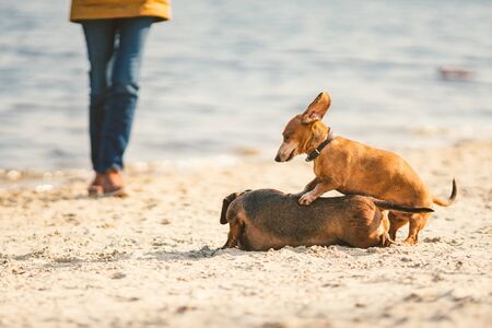 two dachshund play on the beach. two small dogs playing together outdoors. Dachshunds two dogs of...