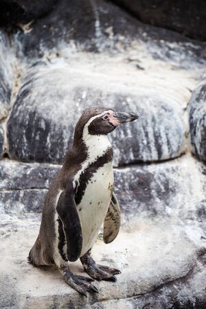Humboldt penguin, Spheniscus humboldti in Barcelona zoo.