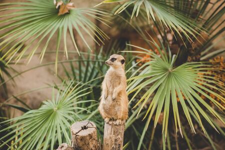 Meerkat on hind legs. Portrait of meerkat standing on hind legs with alert expression. Portrait of a funny meerkat sitting on its hind legs on a wooden hemp near a palm tree.の写真素材