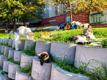 Home-made housing for homeless cats in Istanbul, Turkey October 27, 2019. Foolish street cats have a rest in the city on a sunny day.のeditorial素材