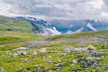 Sheep walking along road. Norway landscape. A lot of sheep on the road in Norway. Rree range sheep on a mountain road in Scandinavia. Sheep Farming. Mountain road with sheeps.の写真素材
