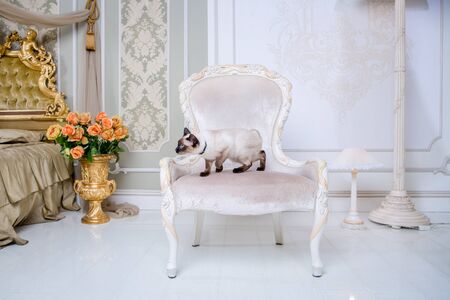 Mekong bobtail adult cat female. Beautiful breed cat Mekongsky Bobtail. pet cat without tail sitting on chic armchair. retro baroque chair in a royal French interior. cat sitting on antique chair.の写真素材