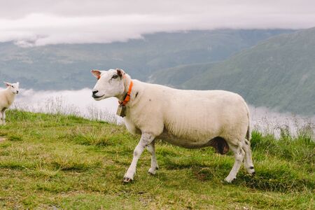 sheeps on mountain farm on cloudy day. Norwegian landscape with sheep grazing in valley. Sheep on mountaintop Norway. Ecological breeding. Sheep eat boxwood. Ewe sheep grazing on pasture in mountain.の写真素材