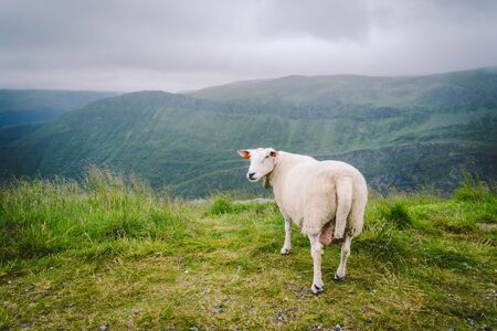 sheeps on mountain farm on cloudy day. Norwegian landscape with sheep grazing in valley. Sheep on...