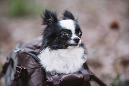Pet Travel Carrier. Pet Carrier For Small Dog. Dog Carry Bag. Chihuahua and pet carry case. Transporting a dog in a handbag.の写真素材