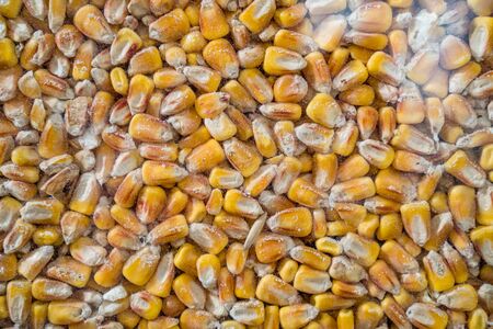 Corn texture. Yellow corns as background. Maize grains texture, harvested corn seed. Corn Surface Texture Top View Close up. Pattern Background. raw fresh Indian corn texture.の写真素材