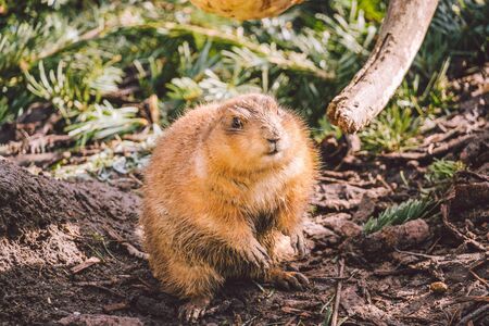 Closeup of an alpine marmot eating. Adult Brown Alpine Marmot Close Up. Marmota Marmota. alpine marmot and eats with the paws. Many squirrel rodents eat food.の写真素材