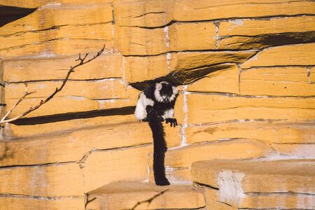 two black and white vari monkey playing on a rock. Lemurs vari have fun actively relax in sunny weather. Black and white. Wari, varecia.の写真素材
