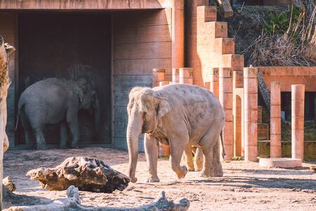 African Elephant Baby And Mom. Animal world. Elephant family mom and baby walk on their territory in sunny weather.の写真素材