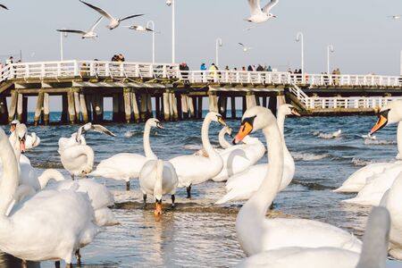 swans and seagulls on the coast in the Baltic Sea in winter, spot city Poland. Hungry wild gulls and swans compete for food in. Swans on the Baltic Sea in Gdansk. Pier In Sopot.の写真素材