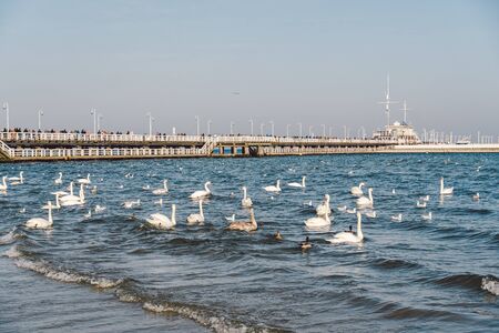 Swans and seagulls at the Baltic sea beach in Sopot, Poland. Seabirds winter in the open sea bay. Swans on winter sea.の写真素材