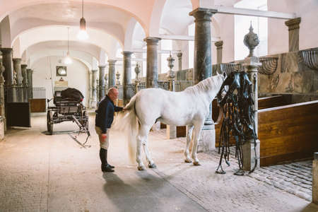 February 20, 2019. Royal Stable in Denmark Copenhagen in territory Christiansborg Slot. Man combing a magnificent horse tail. Man working in stud brushing horse. worker caring for horse hair.のeditorial素材