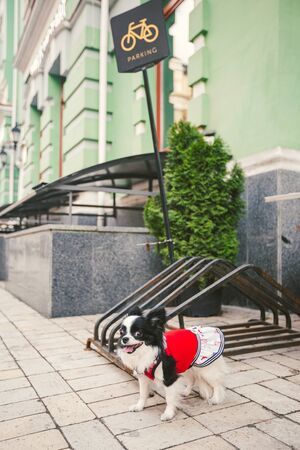 Little funny black and white dog Chihuahua breed in clothes is waiting for the owner of a bicycle parking in the city. Bicycle parking sign, place for waiting while owner go somewhere pets allowed.の写真素材