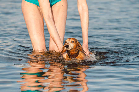 mature Caucasian woman helps her little old Dachshund dog to swim in water. Spend summer time with a pet dog on the river. Vacation day at the lake with a dog. Owner and dog. Active leisure on beach.の写真素材