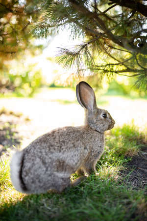 Meat-eating and vegetarianism. Animal fur. Animal protection. The cosmetics are tested on rabbits. Convention for the Protection of Experimental Animals. Against the slaughter of animals.の写真素材