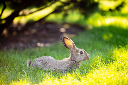 Large adult gray hare with long ears in full growth on green grass on sunny day. Close up of cute grey bunny sitting on green grasses in the park. Brown hare. Beautiful Norfolk wild coney sat on lawn.の写真素材