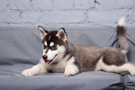 Funny active dog husky puppy black and white, age three months, having fun on the sofa at home in the living room. Dog baby female siberian husky in loft style apartments. Pets themeの写真素材