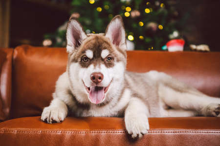 Pet and merry christmas and happy new year concept. Cheerful puppy male husky has fun in living room with large bookshelves, library and sofa in Christmas time evening. Dog home decor new year.の写真素材