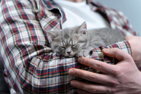 Scottish straight-eared gray kitten sleeps in arms of owner of house. Thoroughbred cute little British cat falls asleep in hands of young man. Man and pet theme. Male petting sleeping kitten.の写真素材