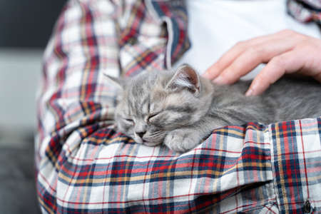 Scottish straight-eared gray kitten sleeps in arms of owner of house. Thoroughbred cute little British cat falls asleep in hands of young man. Man and pet theme. Male petting sleeping kitten.の写真素材