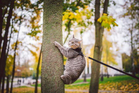 Domestic young kitten male gray good shape well-groomed, dressed safe cat leash harness, sitting on a tree attentively surprised looks, portrait isolated close-up no people. Leisure theme of pets.の写真素材