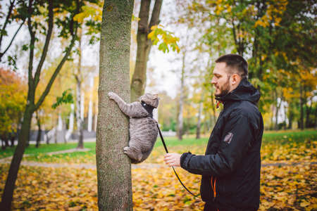 Male cat domestic gray wool stripes young good shape,dressed cat leash harness climbs a tree for hunting bird,attentive focused look and claws are visible, close-up on the outside bright daylightの写真素材