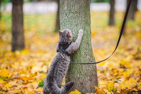 Domestic young kitten male gray good shape well-groomed, dressed safe cat leash harness, sitting on a tree attentively surprised looks, portrait isolated close-up no people. Leisure theme of pets.の写真素材