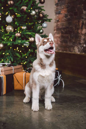 Christmas Husky dog. Hotel concept for animals. Vet Clinic. Animal Calendar Template. Christmas card with dog. Animal shelter. Cute puppy of husky dog near Christmas tree. Baest friend, husky dog.の写真素材