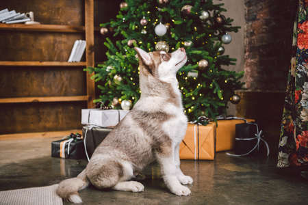Siberian husky on Christmas eve concept. Adorable doggy, sit on floor over pine tree with stacks presents. Festive background. Dog theme and New Year and Christmas holidays. Dog wolf cute puppy husky.の写真素材