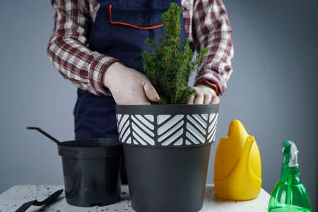 Gardening concept. Transplanting and seeding new plants fir-tree. Closeup on hands and pots. Man gardener transplants houseplant Conic spruce in new pot inside on the background of a gray wall.の写真素材