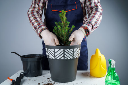 Transplanting indoor plants. Home gardening. Plant care. Man transplants spruce plants from old pot to new one. Cropped view of male gardener transplanting green fir tree into pot. Planting indoors.の写真素材